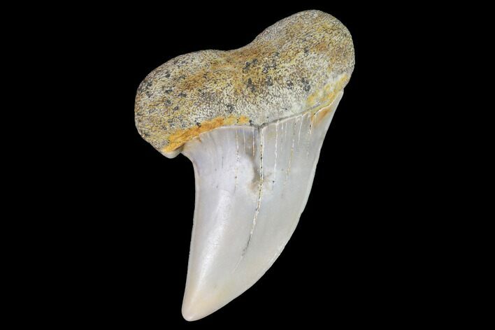 1.5" Fossil Shark (Carcharodon planus) Tooth - Sharktooth Hill, CA